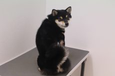 柴犬　トリミング台に乗る練習　高いところに慣れる　オスワリ　座れ