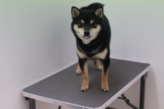 柴犬　トリミング台に乗る練習　スタンド　立って　トレーニング