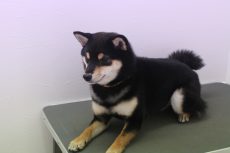 柴犬　トリミング台に慣れる練習　伏せ　緊張　不安　怖がる　怯える　解消法