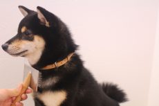 柴犬　トリミング台　お座り　ブラッシング　とかし方　