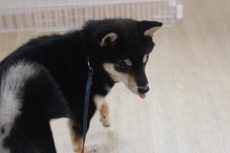 柴犬１０
