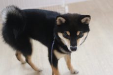 柴犬１２