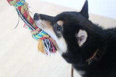 柴犬　おもちゃ遊び　ロープで引っ張りっこ　モノを咥える　噛みつく　人と遊ぶ