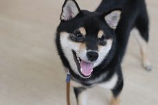 柴犬　伏せの練習　犬の幼稚園　楽しそう