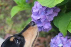 IMG_0062