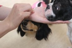 IMG_0862