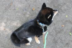 柴犬　日本犬　黒柴　お散歩　お座り　音慣れ　環境慣れ　犬の社会化