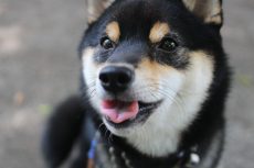 柴犬　オスワリ　外でのトレーニング　お散歩　公園で歩く練習