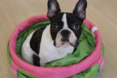フレンチブルドッグ　トンネル　お座り　物慣れ　犬の保育園　バウビー　しつけ　トレーニング　社会化