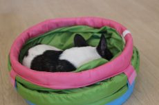 フレンチブルドッグ　トンネルの中で丸くなる　狭い場所で寝る犬　