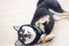 柴犬　トリック　バーン　可愛いコマンド　