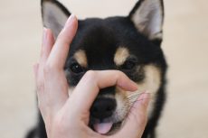 柴犬　可愛いトリック　ハナ　舌を出す　