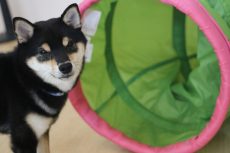 柴犬　トンネルを通る練習　物慣れ　足場慣れ