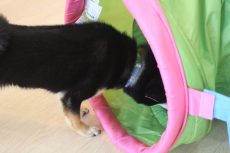 柴犬　トンネルを通る　においを嗅ぐ　慎重に物慣れをする