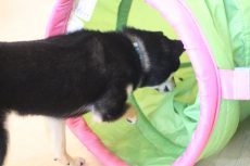 柴犬　トンネル　足場慣れ　物慣れ　パピー　