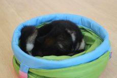 柴犬　トンネルの中に入る　丸まっている　黒柴　狭い場所