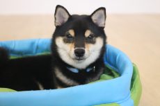 柴犬　トンネルの輪っかに入る犬　カメラ目線　