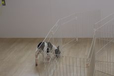 IMG_1650