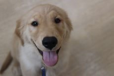 犬の保育園　三鷹店　ゴールデンレトリーバー　しつけ
