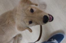 犬の保育園　ばうびー　三鷹店　ゴールデンレトリーバー　歩行練習　人の隣を歩く