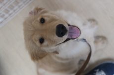 犬の保育園　ばうびー　三鷹店　オスワリ　ゴールデンレトリーバー