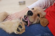 犬の保育園　ばうびー　三鷹店　リラックスポジション