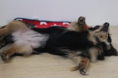 犬の保育園　ばうびー　三鷹店　バーン　一発芸