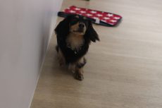犬の保育園　ばうびー　三鷹店　一発芸　バック　後ろに下がる