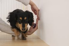 犬の保育園　ばうびー　三鷹店　しつけ　リング　トリック