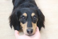 犬の保育園　三鷹店　ばうびー　ミニチュアダックスフンド　トリック　一発芸　アゴ