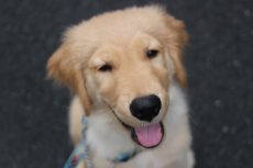 犬の保育園　ばうびー　三鷹店　お散歩練習　ゴールデンレトリーバー　大型犬
