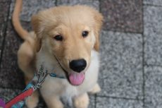 犬の保育園　ばうびー　三鷹店　お散歩練習　外でオスワリ