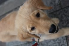 犬の保育園　ばうびー　三鷹店　ゴールデンレトリーバー　大型犬　お散歩練習