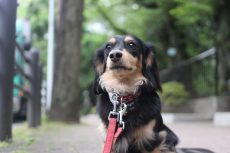 犬の保育園　ばうびー　三鷹店　お散歩練習　しつけ