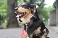 犬の保育園　ばうびー　三鷹店　ミニチュアダックスフンド　お散歩練習