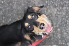 犬の保育園　ばうびー　三鷹店　ミニチュアダックスフンド　お散歩練習