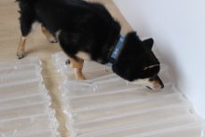 柴犬　足場慣れ　ビニールの上を歩く　音慣れ