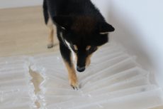 柴犬　ビニール慣れ　袋の上に乗る　足場慣れ　物慣れ
