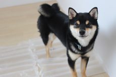 柴犬　足場慣れ　足の感触　ビニールの上に乗り物慣れ　音慣れ