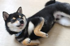 柴犬　トリック　バーン　お腹を見せるトレーニング　可愛いトリックのやり方　教え方　方法