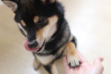 柴犬　お手の練習　やり方　手を触られることに慣れる練習　楽しくトリック　可愛いトリック