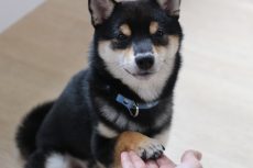 柴犬　お手のやり方　教え方　手を触る練習　おかわり