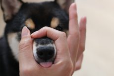 柴犬　トリックの練習　ハナ　やり方　可愛い