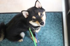 柴犬　お座り　やり方　教え方　アイコンタクト　お散歩練習前　飛び出さない