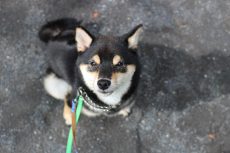 柴犬　公園でトレーニング　マテの練習　アイコンタクト　外でお散歩練習　おすわり