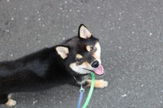 柴犬　ヒールウォーク　アイコンタクト　人の隣を歩く　一緒にお散歩　楽しくトレーニング