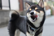 柴犬　お散歩練習　外の環境慣れ　首輪の付け方　リード　