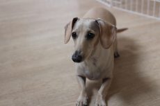 IMG_4684
