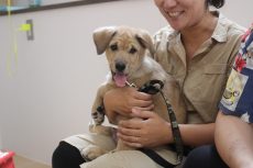 パピーパーティー　MIX　保護犬　犬の保育園　ばうびー　しつけ　トレーニング　人馴れ　抱っこ