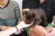 ミニチュアシュナウザー　パピーパーティー　人からおやつをもらう　人慣れの仕方　触られる　犬の保育園　幼稚園